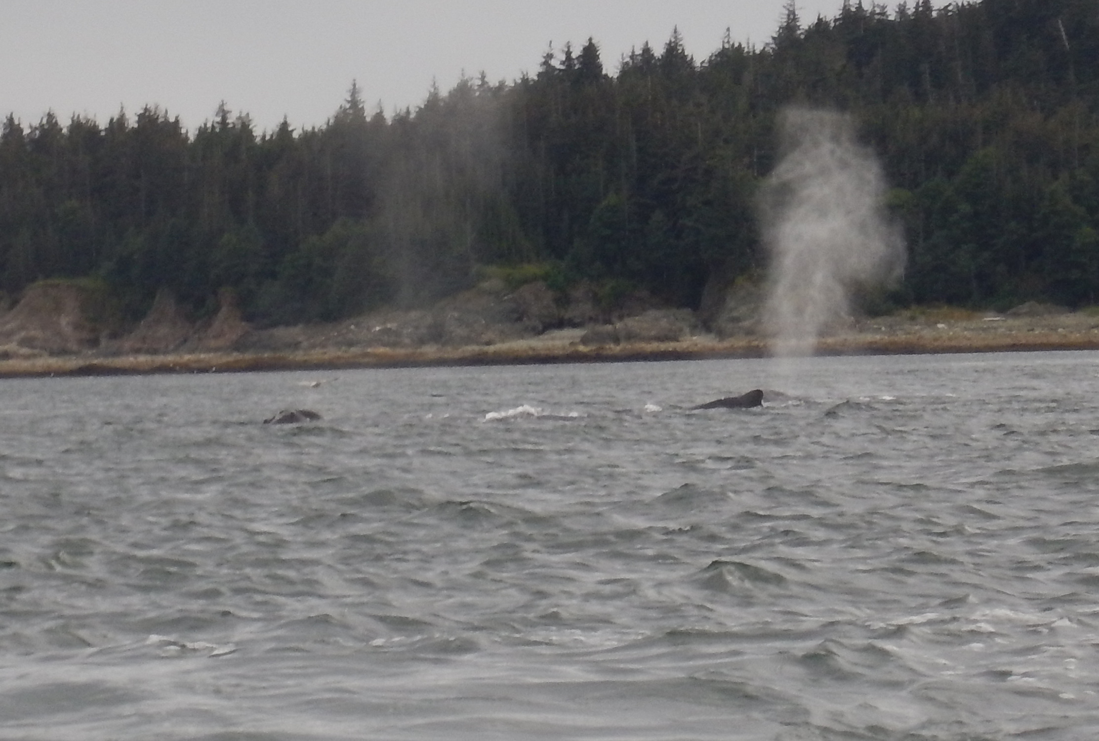 Whale ahead 0